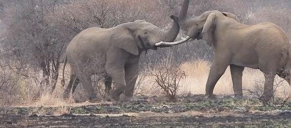 Старый вожак пал в битве с молодым — смертельная битва слонов. Видео Старый вожак пал в битве с молодым — смертельная битва слонов. Видео - Sputnik Кыргызстан