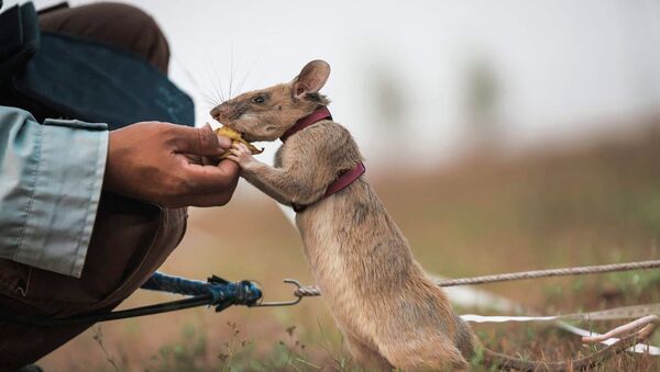 Крыса по кличке Магава, награжденная медалью за храбрость в животном мире при поиске наземных мин и взрывчатки - Sputnik Кыргызстан