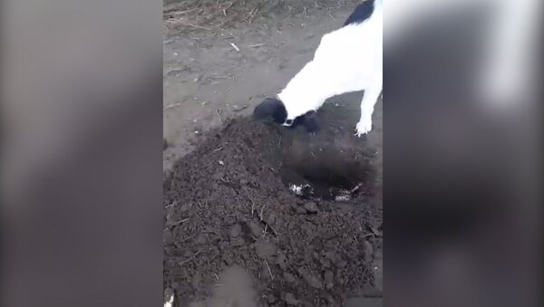Собака самостоятельно закопала мертвого щенка на глазах у хозяйки — видео - Sputnik Кыргызстан