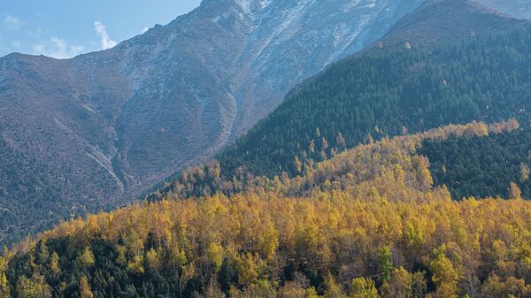 Берёзовая роща в ущелье Ала Арча - Sputnik Кыргызстан