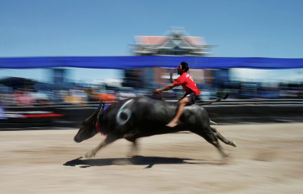 Ежегодные гонки на буйволах - Sputnik Кыргызстан