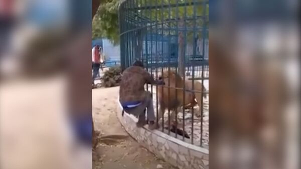 Работник зоопарка хотел впечатлить зрителей, лев едва не оторвал руку. Видео - Sputnik Кыргызстан