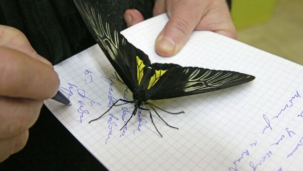 Огромная бабочка на листе бумаги. Архивное фото - Sputnik Кыргызстан