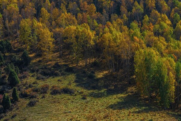 Осенью листва сотен берез окрашивается в желтые и ярко-красные цвета - Sputnik Кыргызстан