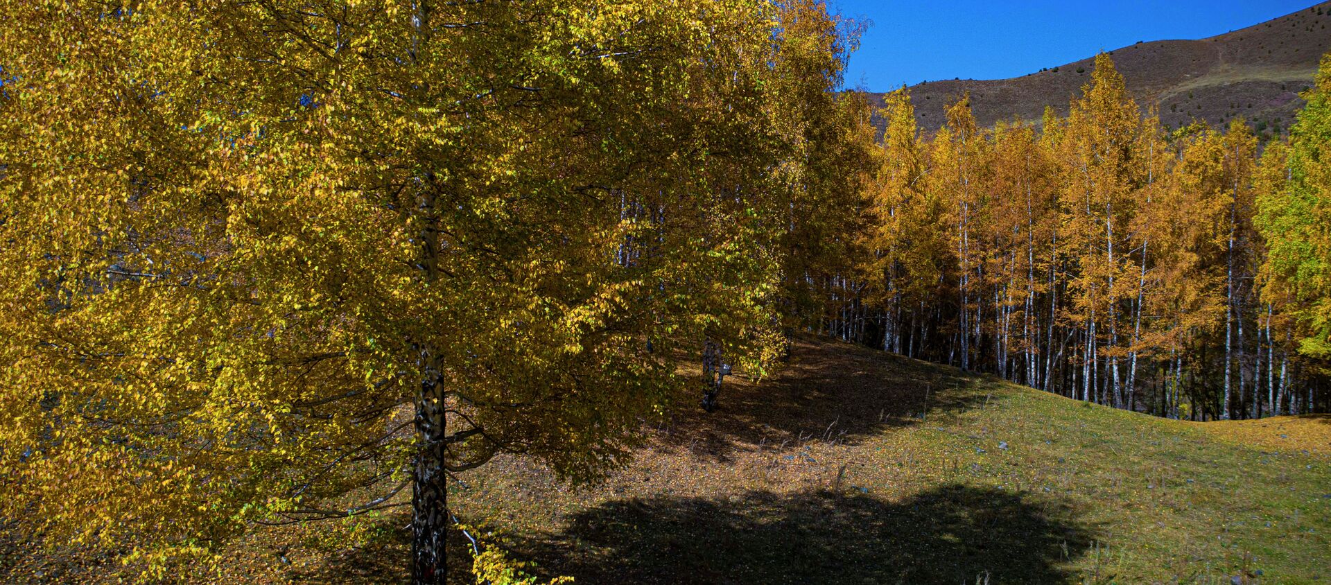 Осень в парке Ала-Арча - Sputnik Кыргызстан, 1920, 12.10.2021
