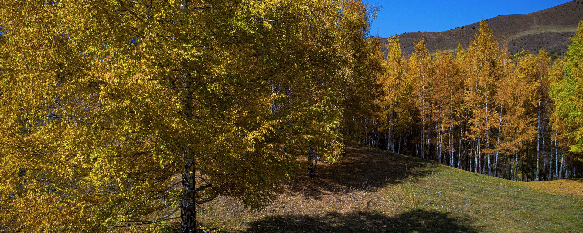 Осень в парке Ала-Арча - Sputnik Кыргызстан, 1920, 12.10.2021