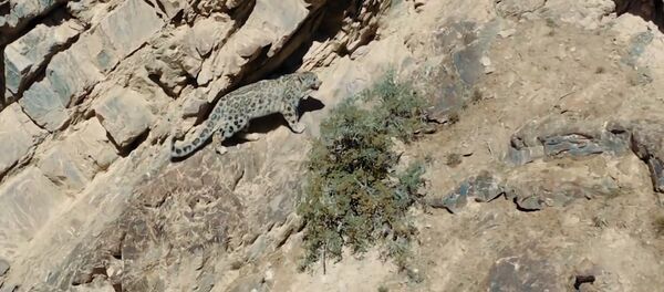 Снежного барса сняли с дрона — редкое видео с Иссык-Куля - Sputnik Кыргызстан