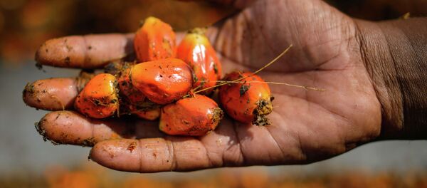 Плоды пальмового масла. Архивное фото Плоды пальмового масла. Архивное фото - Sputnik Кыргызстан