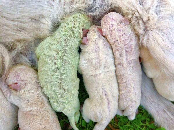 Рождение необычного щенка с зеленом мехом в Сардинии - Sputnik Кыргызстан