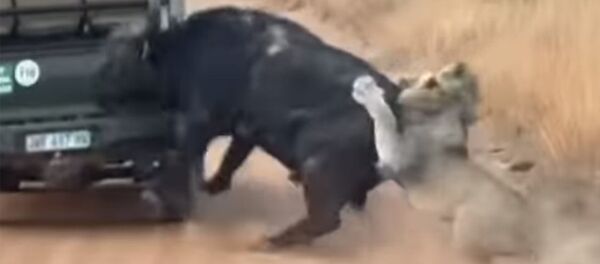 Буйвол налетел на авто туристов, спасаясь от охотившихся на него львов. Видео - Sputnik Кыргызстан