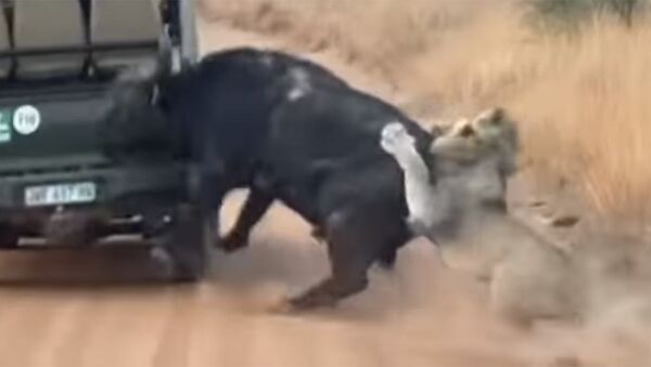 Буйвол налетел на авто туристов, спасаясь от охотившихся на него львов. Видео - Sputnik Кыргызстан