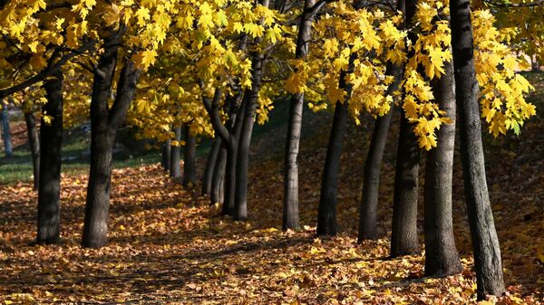 Осень в городском парке. Архивное фото - Sputnik Кыргызстан