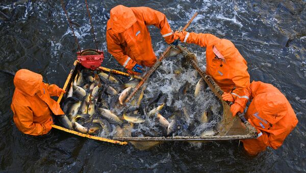 Улов рыбы, выращенной в рыбном хозяйстве - Sputnik Кыргызстан