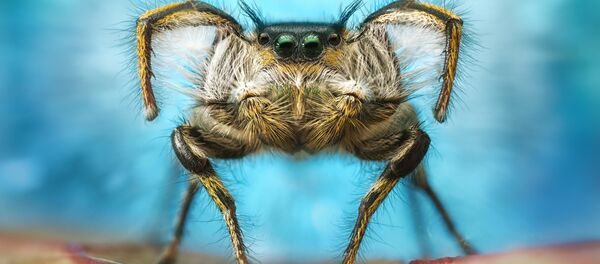 Лучший снимок паука в категории Арахниды Лучший снимок паука в категории Арахниды - Sputnik Кыргызстан