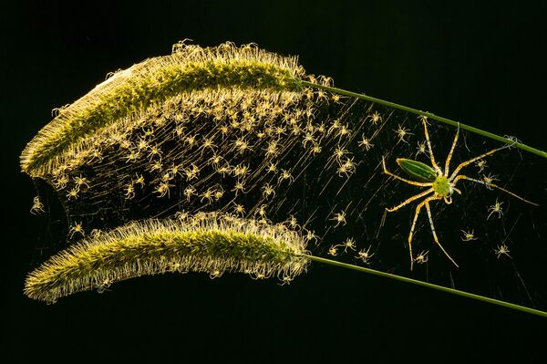 Паук плетет паутину с детенышами - Sputnik Кыргызстан