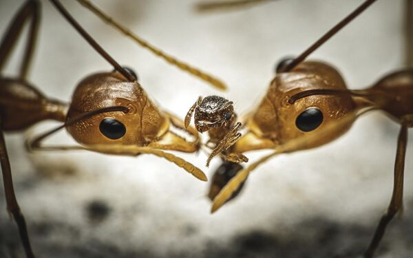 Два муравья-ткача разрывают на части более мелкий вид - Sputnik Кыргызстан