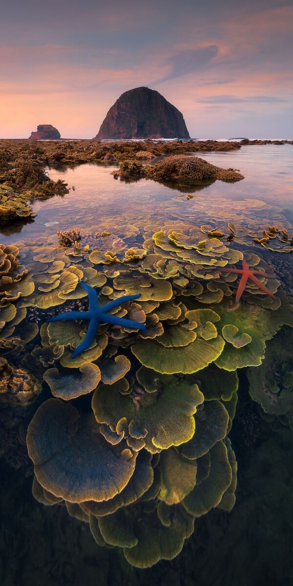 Снимок Sea Flower вьетнамского фотографа Linh Nguyen Hoang, попавший в ТОП-50 категории Amateur Nature / Landscapes конкурса EPSON International Pano Awards - Sputnik Кыргызстан