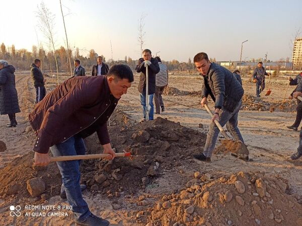 Бишкекке 40 кайың тигилди. Жетекчинин элесине арналган көчөттөрдүн сүрөтү - Sputnik Кыргызстан