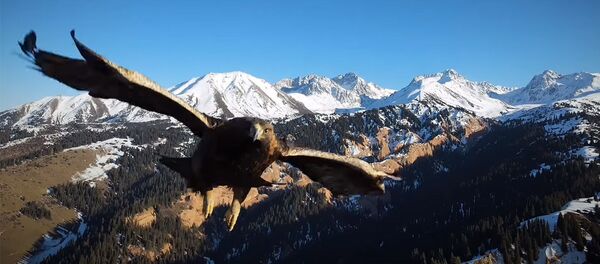 Фотограф снял на видео, как беркут атакует дрон в горах Кыргызстана Фотограф снял на видео, как беркут атакует дрон в горах Кыргызстана - Sputnik Кыргызстан
