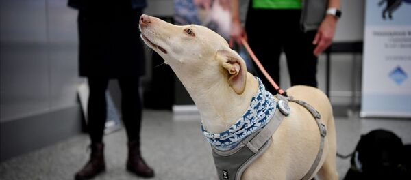 Выявление COVID-19 с помощью собак в аэропорту Хельсинки  - Sputnik Кыргызстан