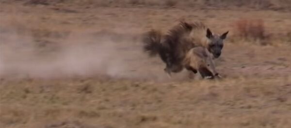 Олжосун оозунан чыгарып ийген олдоксон жырткычтын күлкүлүү видеосу - Sputnik Кыргызстан