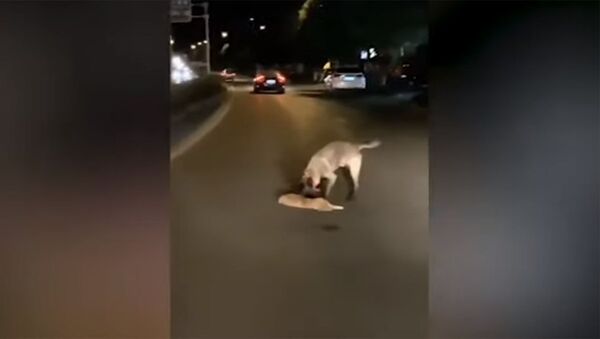 Собака пытается разбудить сбитую насмерть кошку — видео из Китая - Sputnik Кыргызстан