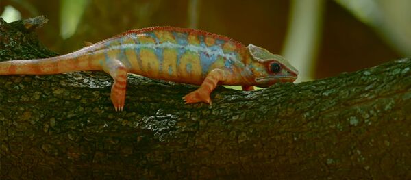 Робот-хамелеонго алданган айбанаттардын видеосу - Sputnik Кыргызстан