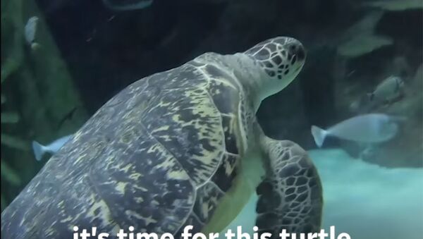 Толстую черепаху посадили на диету. Как она выглядит — видео - Sputnik Кыргызстан