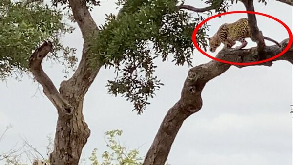 Леопард настиг антилопу точным прыжком с дерева. Видео - Sputnik Кыргызстан