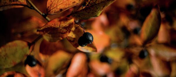 Золотая осень в Великом Новгороде - Sputnik Кыргызстан