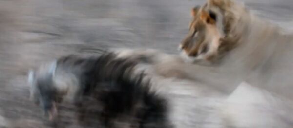 Эки аттап барып тамактан алды. Арстан гиенага кол салган учурдун видеосу - Sputnik Кыргызстан