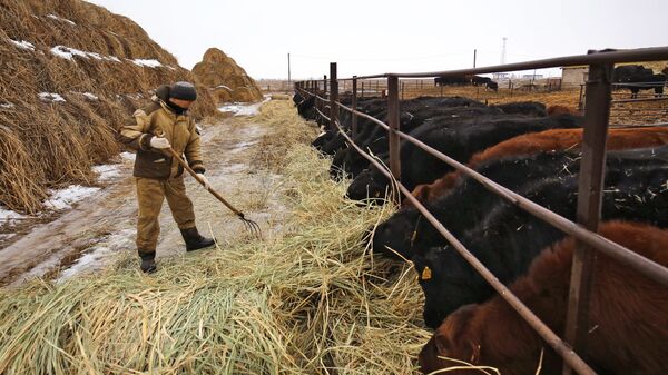 Фермерское хозяйство. Архивное фото  - Sputnik Кыргызстан