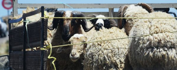 Правила перевозки животных в кузове транспорта - Sputnik Кыргызстан