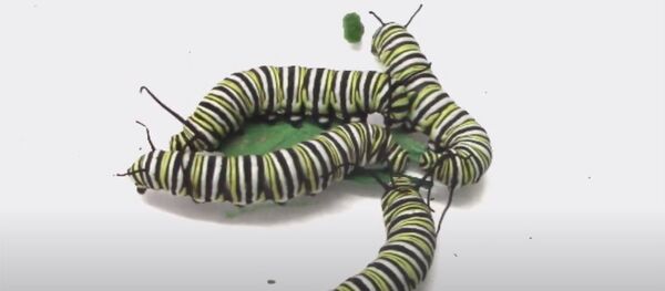 Ачка жана ачуулуу курттардын жем талашкан видеосу - Sputnik Кыргызстан