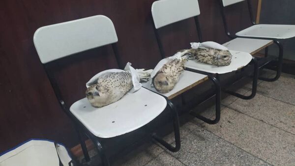 Птицы, похожие на соколов обнаруженные у иностранного гражданина в аэропорту Манас - Sputnik Кыргызстан