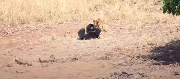 На видео попала жестокая схватка бенгальского тигра и медведя-губача На видео попала жестокая схватка бенгальского тигра и медведя-губача - Sputnik Кыргызстан