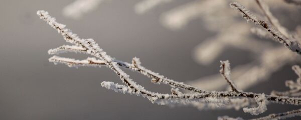 Бактын аяздуу бутактары - Sputnik Кыргызстан