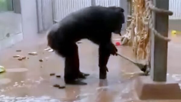 Шимпанзе подметает вольер и моет стекла — он стал героем соцсетей. Видео - Sputnik Кыргызстан