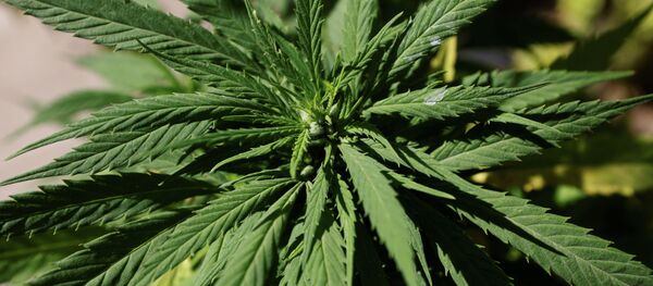 Листья марихуаны. Архивное фото - Sputnik Кыргызстан