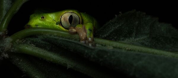 Снимок Кто идет? аргентинского фотографа Адриана Клаудиа Санц, победивший в категории Портрет животного конкурса Золотая Черепаха-2020 - Sputnik Кыргызстан