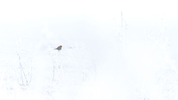 Снимок Зарянка на снегу венгерского фотографа Тамас Конч-Бистрич, победивший в категории Природа глазами молодежи конкурса Золотая Черепаха-2020 - Sputnik Кыргызстан