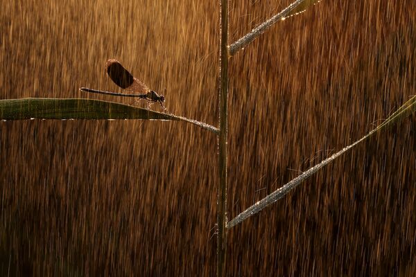 Снимок Золотой дождь венгерского фотографа Норберт Касаш, победивший в категории Микромир конкурса Золотая Черепаха-2020 - Sputnik Кыргызстан