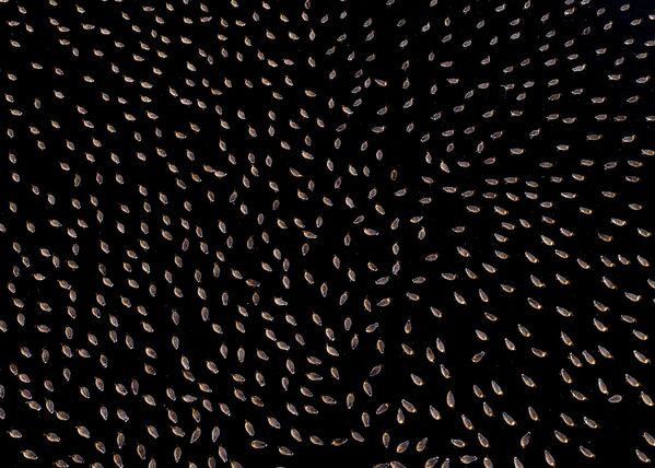 Снимок Гусиная симметрия норвежского фотографа Терье Колаас, победивший в категории Новые технологии в фотографии дикой природы конкурса Золотая Черепаха-2020 - Sputnik Кыргызстан