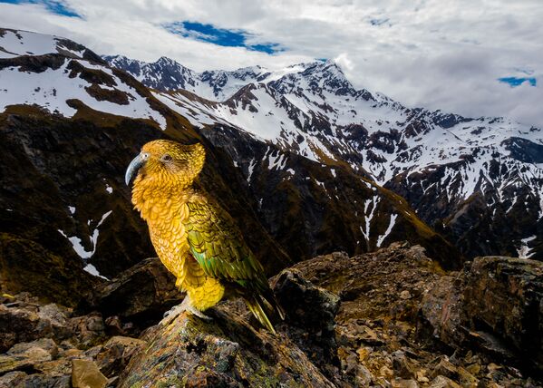 Снимок Кеа польского фотографа Марчин Добас, победивший в категории Животные в среде обитания конкурса Золотая Черепаха-2020 - Sputnik Кыргызстан