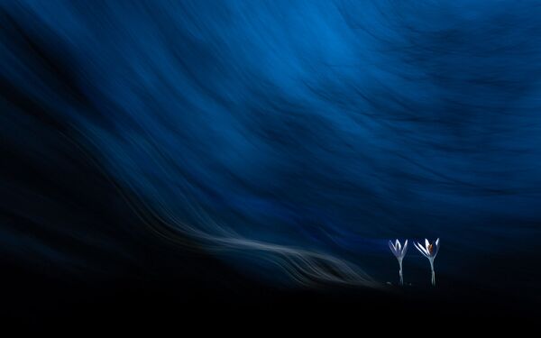 Снимок Крокусы в тумане венгерского фотографа Тибор Литауски, победивший в категории Магия растений конкурса Золотая Черепаха-2020 - Sputnik Кыргызстан