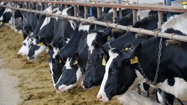 Уйлар. Архив - Sputnik Кыргызстан