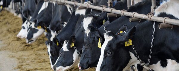 Ири мүйүздүү тирүү мал. Архив - Sputnik Кыргызстан