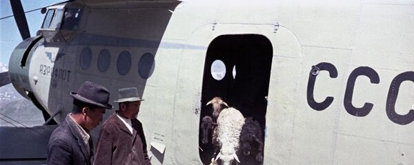 Койлорду жайлоого учак менен жеткирип... 87 жылдык тарыхы бар жарандык авиация - Sputnik Кыргызстан