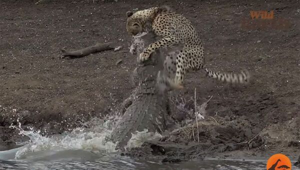 Чаңкаган гепарддын көз ачып-жумганча крокодилге жем болгон видеосу - Sputnik Кыргызстан