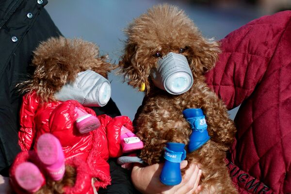 Собаки в защитных масках в Шанхае, Китай - Sputnik Кыргызстан